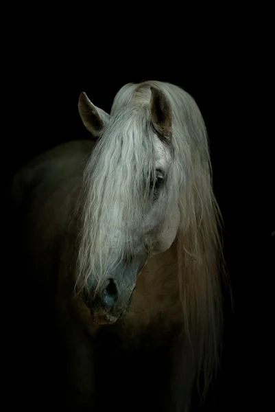 Cavalo branco em preto — Fotografia de Stock