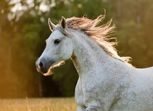 Cavallo arabo — Foto Stock