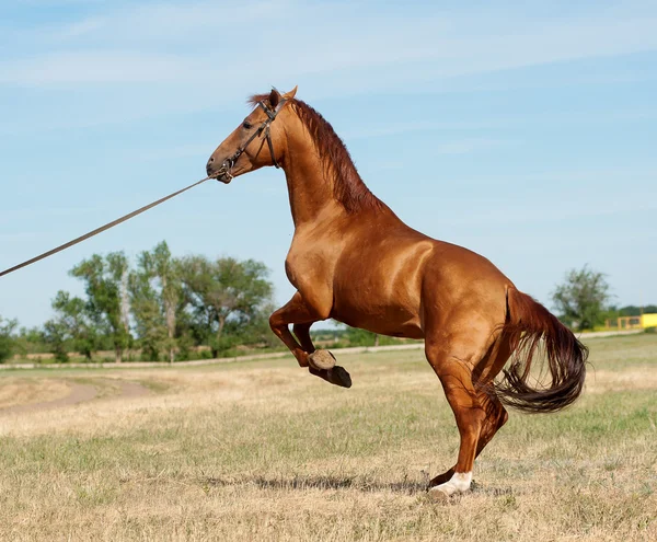 Häst bak — Stockfoto