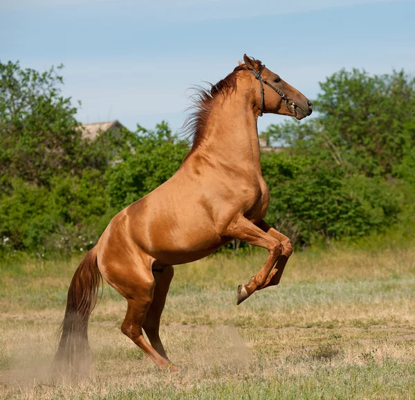 Caballo trasero — Foto de Stock