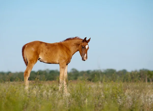 Foal w dziedzinie — Zdjęcie stockowe