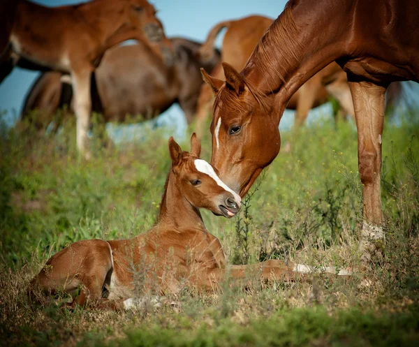 Yegua y potro en el pasto — Foto de Stock