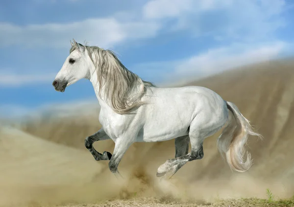 砂漠のアンダルシア馬 — ストック写真
