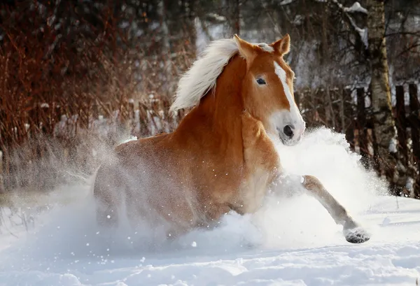 Cavallo nella neve — Foto Stock