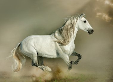 white andalusian stallion clipart