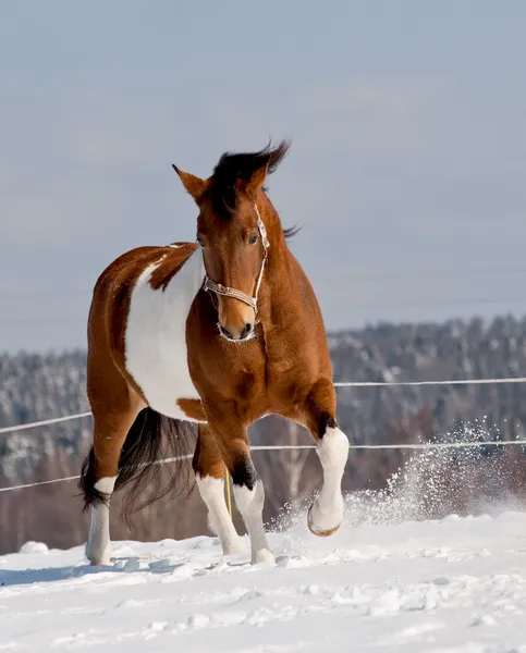 ピントの馬 — ストック写真