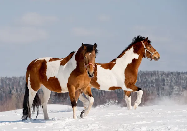 Cavalos pinto — Fotografia de Stock