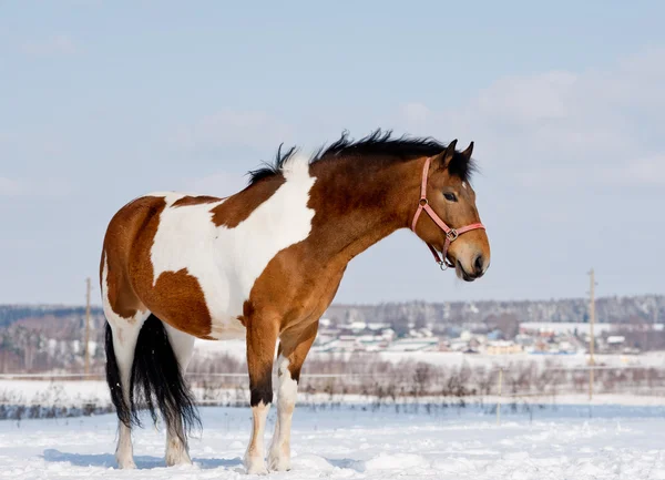 Pinto häst — Stockfoto