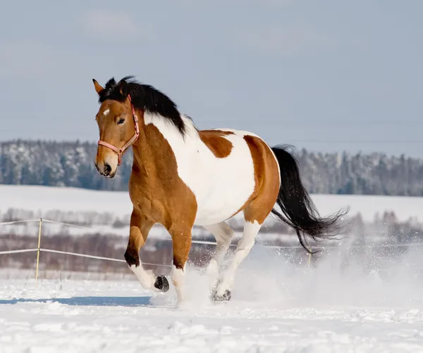 Pinto horse — Zdjęcie stockowe