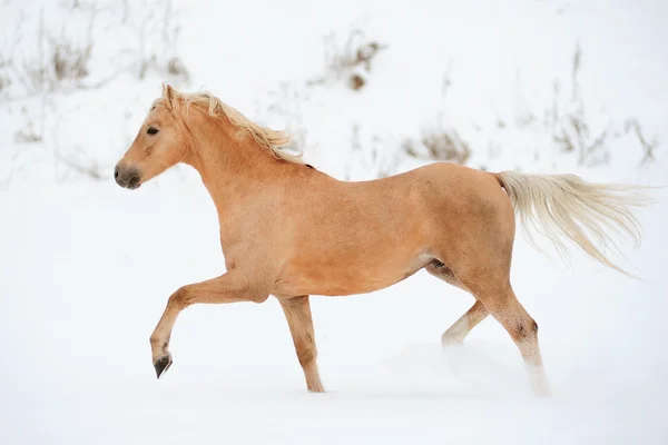 Palomino ponny — Stockfoto