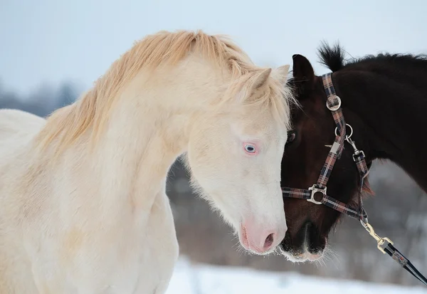 Caballos amor — Foto de Stock