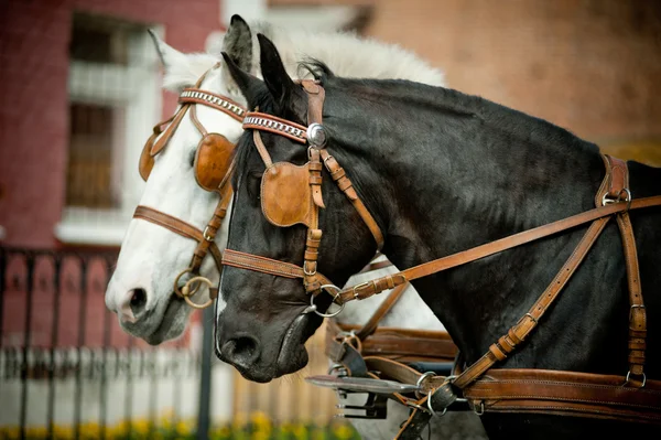 Cavalos em transporte — Fotografia de Stock
