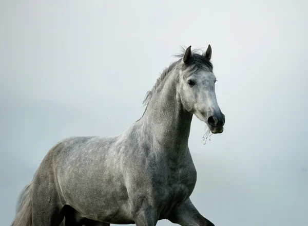 Stallone andaluso — Foto Stock