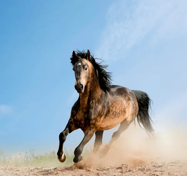 Wild stallion in dust — Stock Photo, Image