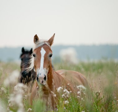 horses in field clipart