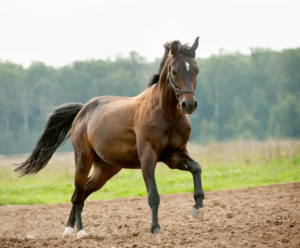 Courses de chevaux — Photo