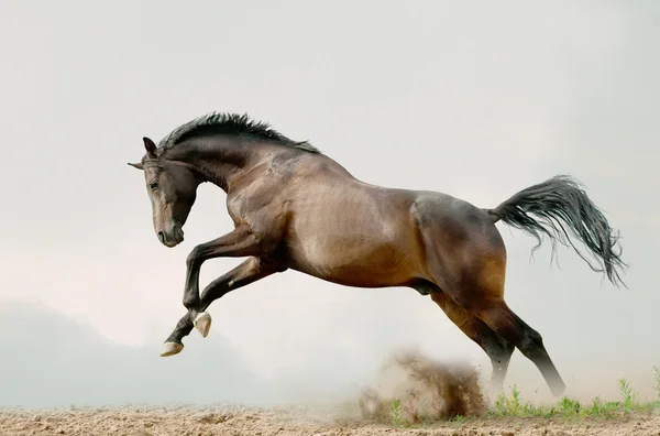 Bay stallion plays — Stock Photo, Image