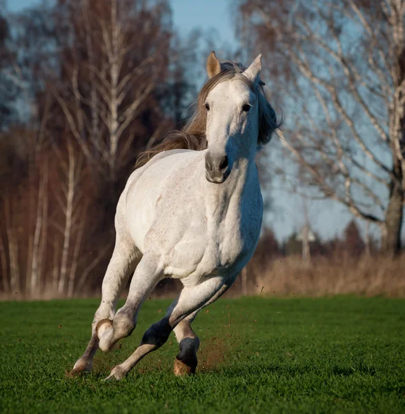 Caballo blanco — Foto de Stock