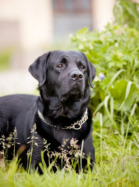 Labrador negro retriever —  Fotos de Stock