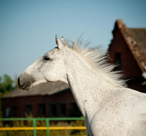 Grå häst — Stockfoto