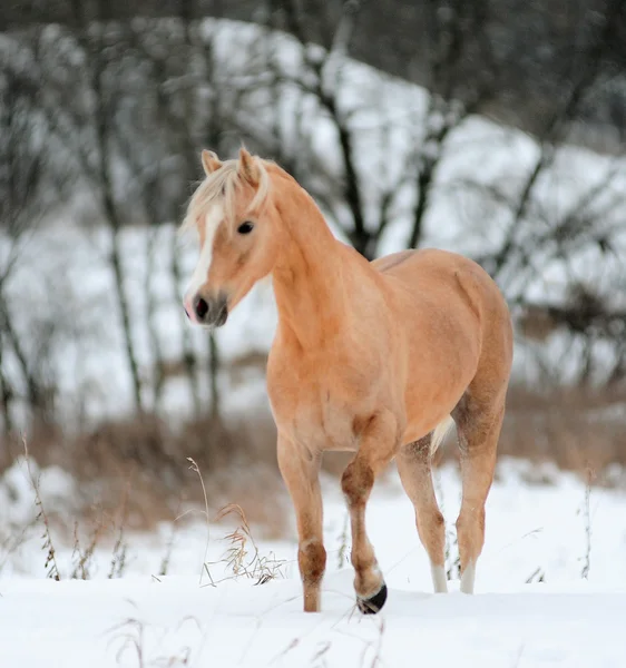 Pónei palomino — Fotografia de Stock