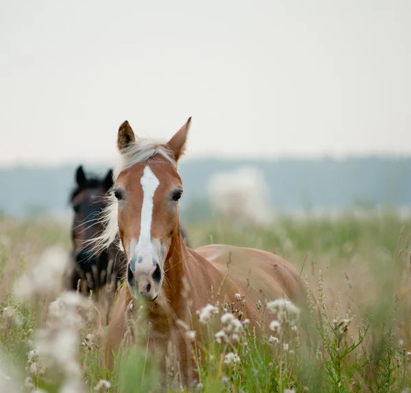 Hästar i fältet — Stockfoto