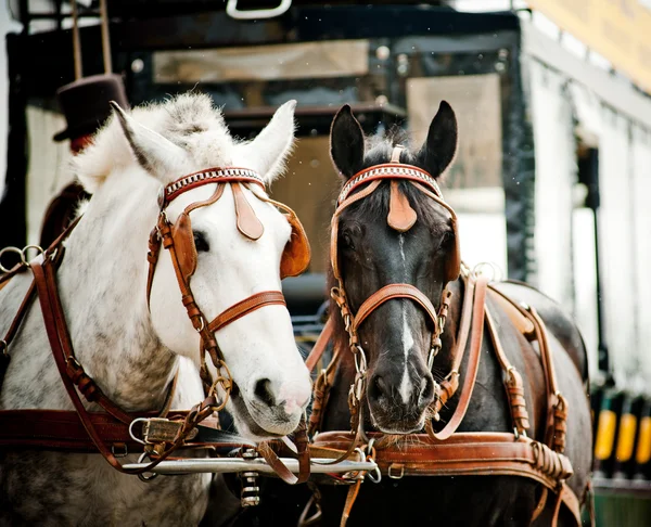 Paard en wagen in stad — Stockfoto