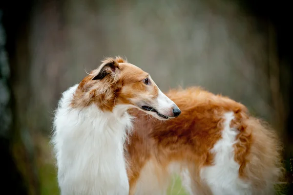 Ρωσική borzoi — Φωτογραφία Αρχείου