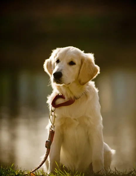 Retriever pup (kleine dof) — Stockfoto