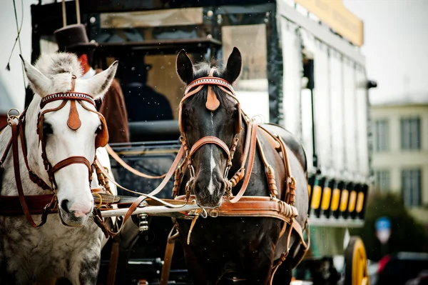 Horse carriage in city — Stock Image Horse carriage in city Royalty Free Stock Images