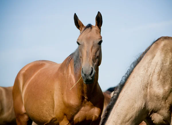 Pferd in der Herde — Stockfoto