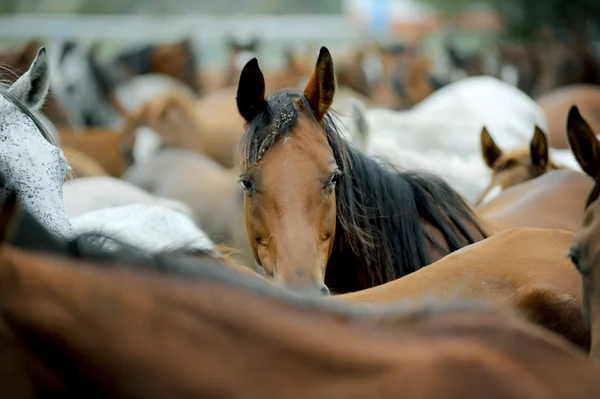 Chevaux arabes — Photo