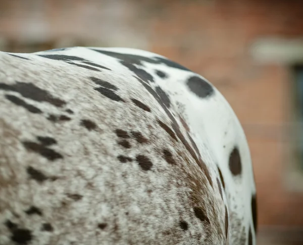 Appaloosa cavallo groppa — Foto Stock