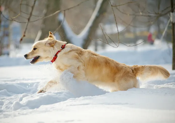 Χρυσόs retriever — Φωτογραφία Αρχείου