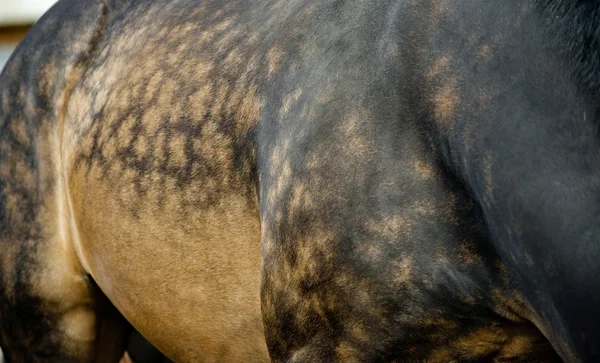 Pferd mit Äpfeln — Stockfoto