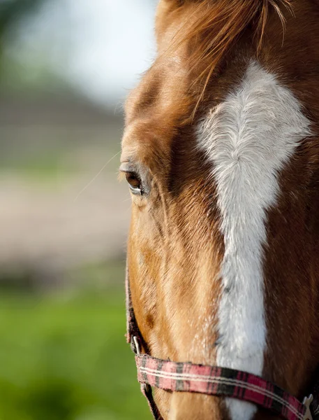 Häst närbild — Stockfoto