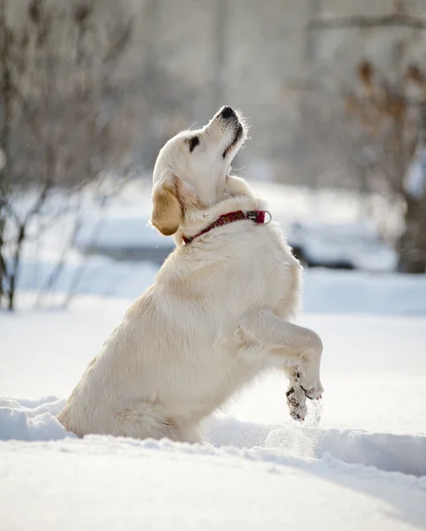 Retriever puppy in winter — Stock Photo, Image
