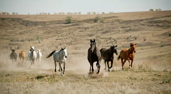 Troupeau de chevaux — Photo