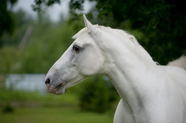 Белая лошадь — стоковое фото