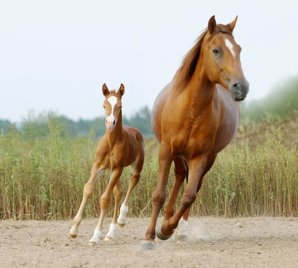 Mare and foal — Stock Photo, Image