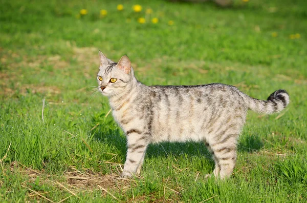 Caminhada de gato — Fotografia de Stock