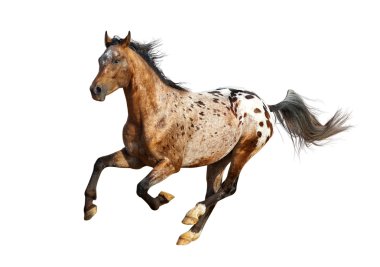 appaloosa stallion clipart