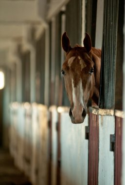 arabian foal in stable clipart