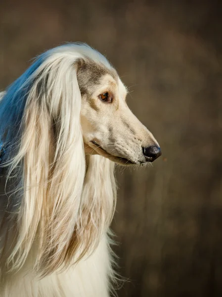 Cão afegão — Fotografia de Stock