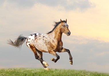 appaloosa stallion clipart