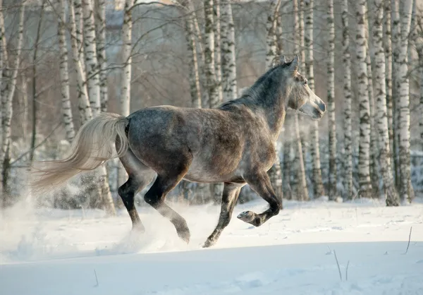 Häst i vinterskog — Stockfoto