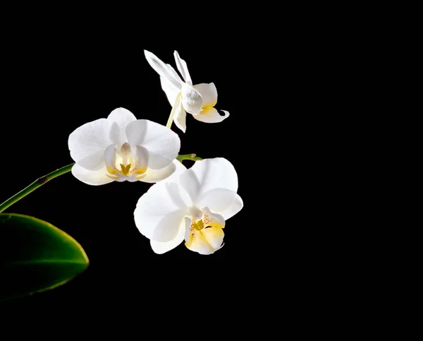 White orchid on black — Stock Photo, Image