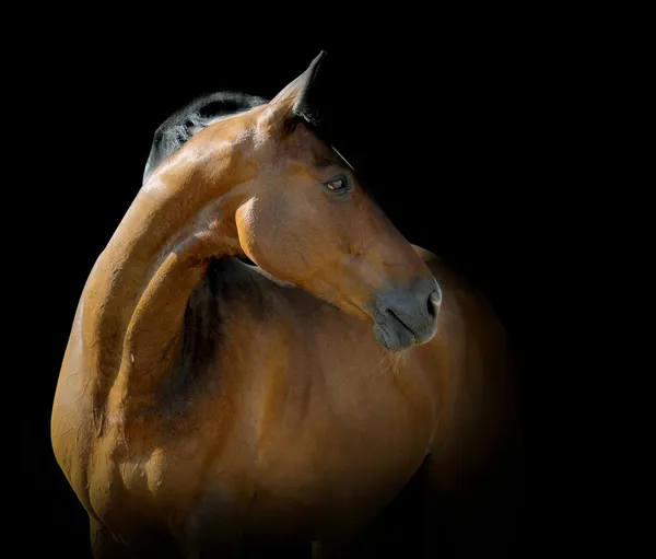 Cavallo di baia su nero — Foto Stock