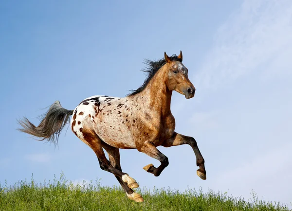 Semental appaloosa — Foto de Stock