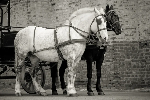 Horses in carriage — Stock Photo, Image